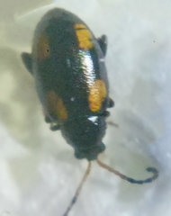 Phyllotreta flavoguttata
