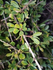 Rhamnus oleoides