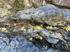 Pinguicula macroceras