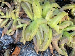 Pinguicula macroceras