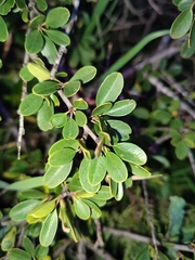 Rhamnus oleoides