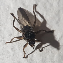 Pseudolynchia canariensis