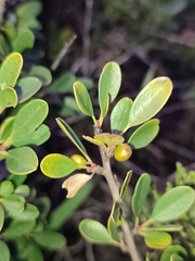 Rhamnus oleoides