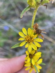 Pyrrocoma racemosa