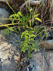 Sanguisorba officinalis