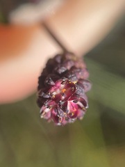 Sanguisorba officinalis