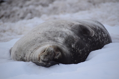 Leptonychotes weddellii