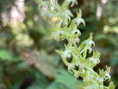 Piperia