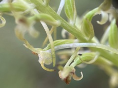 Piperia