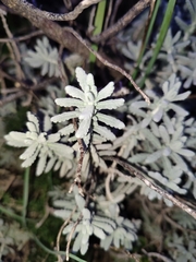Teucrium vincentinum