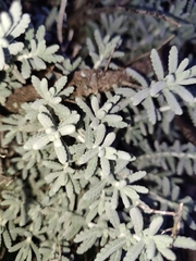 Teucrium vincentinum