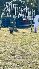 Porphyrio melanotus