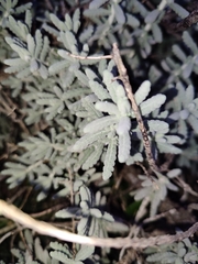 Teucrium vincentinum