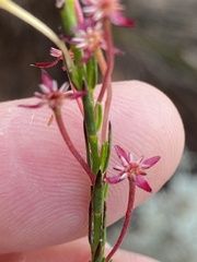 Struthiola macowanii