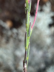 Struthiola macowanii