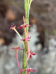 Struthiola macowanii
