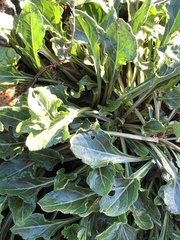 Beta vulgaris