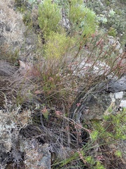 Struthiola macowanii