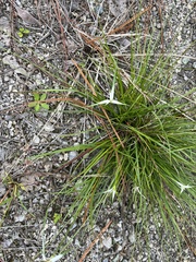 Rhynchospora nervosa