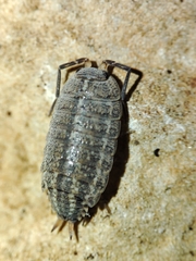 Porcellionides sexfasciatus