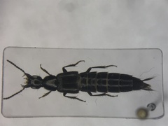 Philonthus vulgatus