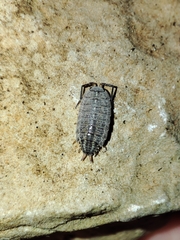 Porcellionides sexfasciatus