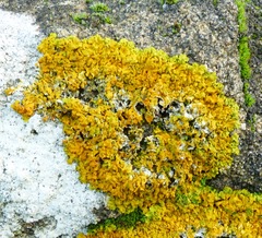 Xanthoria calcicola