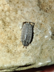 Porcellionides sexfasciatus