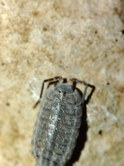Porcellionides sexfasciatus