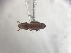 Bactridium striolatum