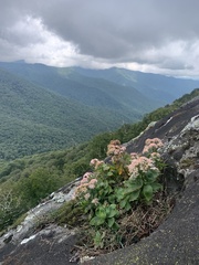 Hylotelephium telephioides