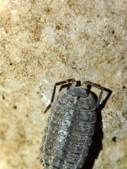 Porcellionides sexfasciatus