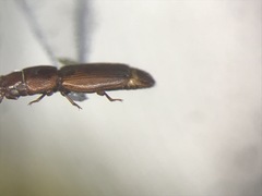 Bactridium striolatum