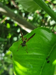 Mischocyttarus drewseni