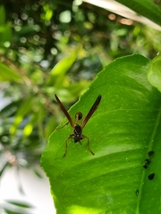 Mischocyttarus drewseni