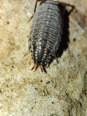 Porcellionides sexfasciatus