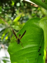 Mischocyttarus drewseni