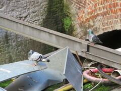 Columba livia domestica
