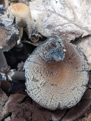 Coprinellus radians