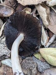 Coprinellus radians