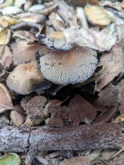 Coprinellus radians