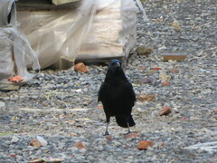 Corvus corone