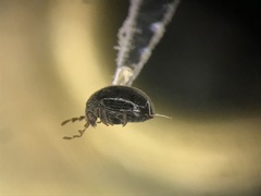 Byrrhodes intermedius