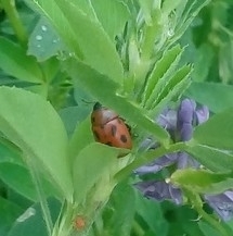 Gonioctena fornicata