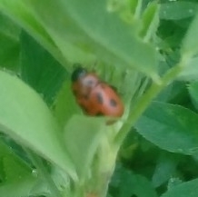 Gonioctena fornicata