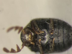 Byrrhodes intermedius