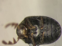 Byrrhodes intermedius