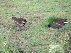 Gallinula chloropus