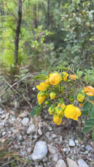 Senna pallida