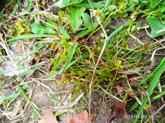 Juncus bufonius